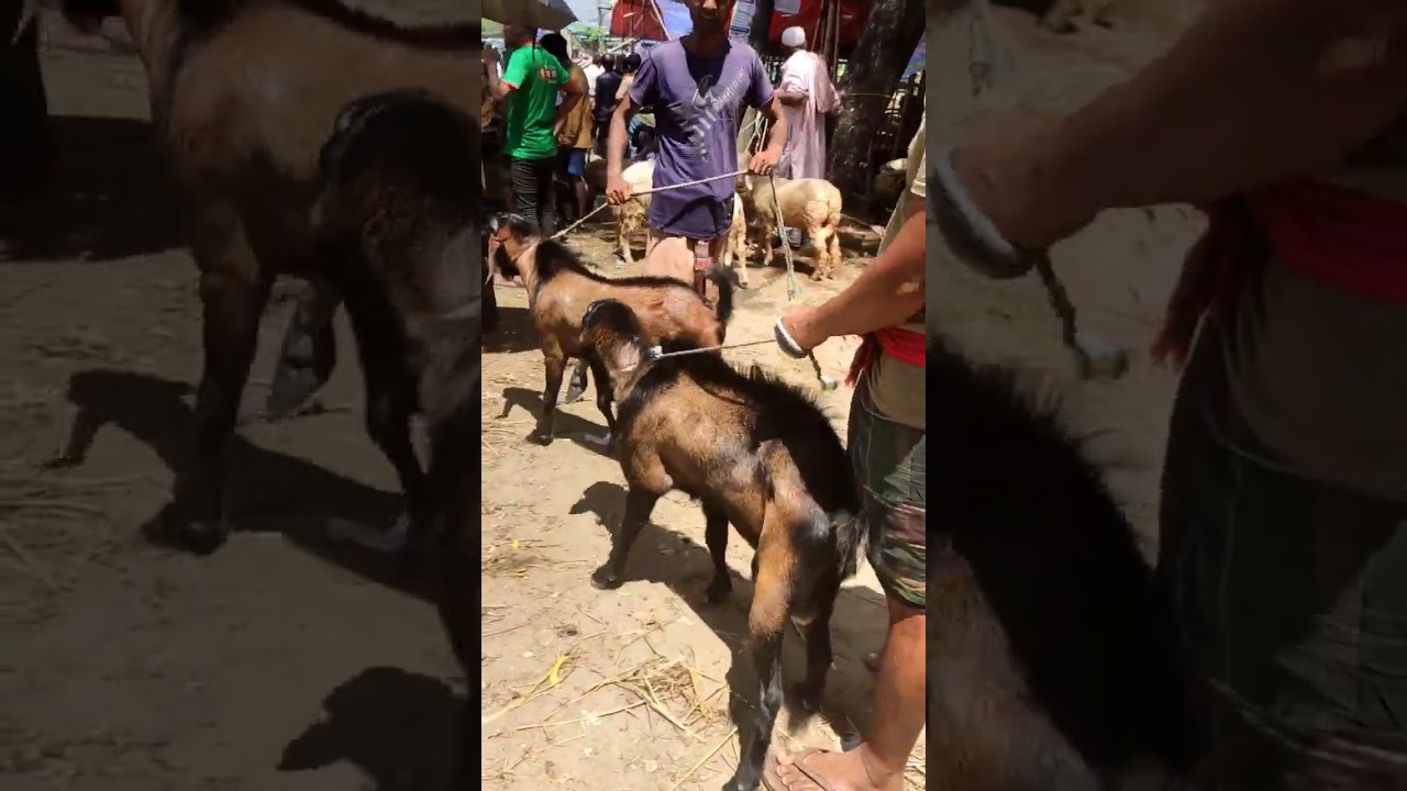 Goat Lover Chittagong 