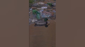 River Plastic Trash #everwave #plastic #cleanup