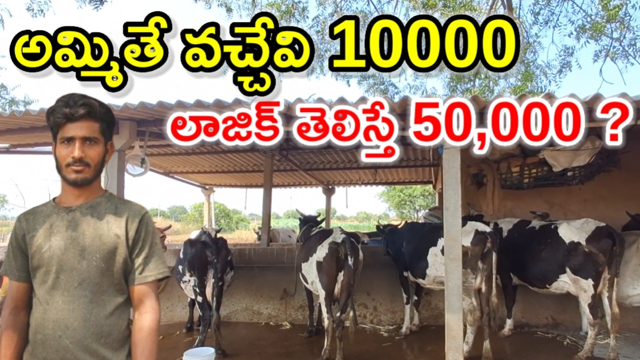 అన్ని కొంటె మిగిలేదేమిటి?  pandu dairy farm @MalleshAdla