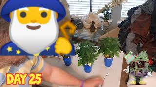 Seed to Harvest Series, Episode - 3 Week 3 day 22 - 25, L.S.T. & Topping