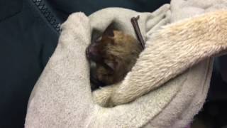 What to do if you find bats in your house