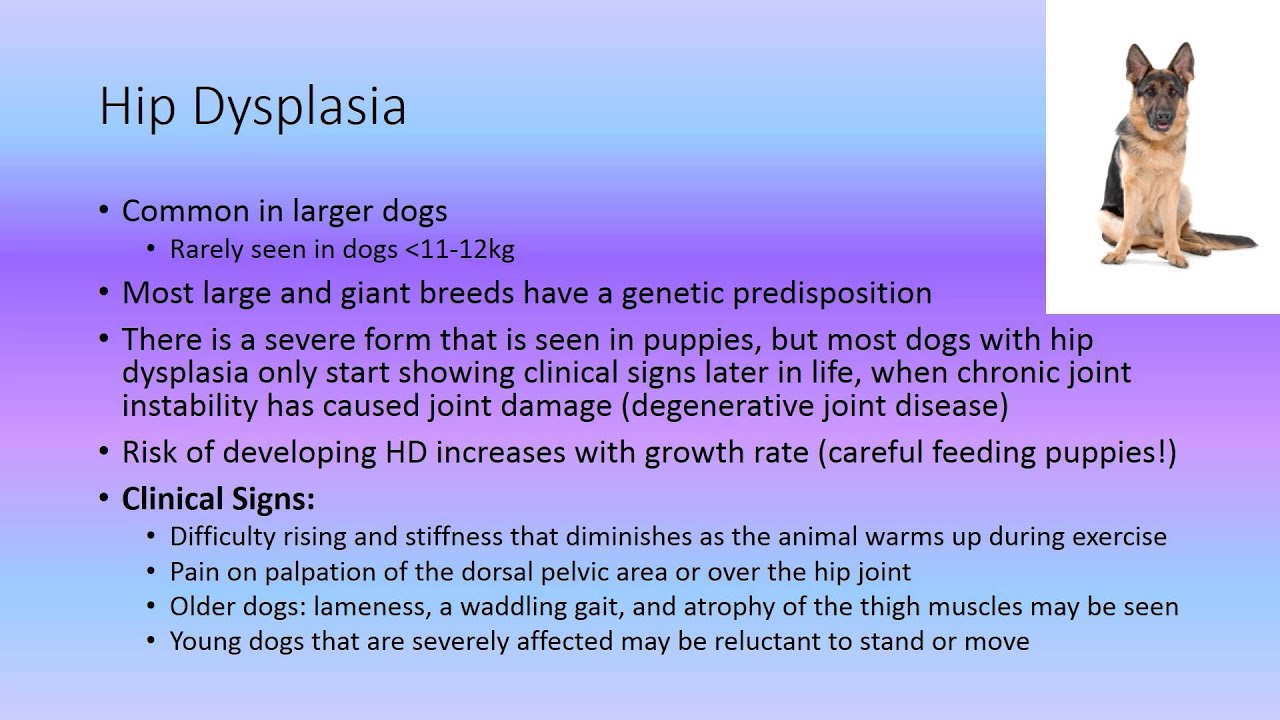 MBC Vet Tech Online Review 6.1 - Musculoskeletal Disease
