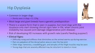 MBC Vet Tech Online Review 6.1 - Musculoskeletal Disease Mbc Vet Tech Online Review 6 1 Cardiovascular Diseases