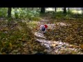 A Snowy Halloween - MTB with Snowy the Trail Dog as Supergirl (Jack Russell Terrier Mix)