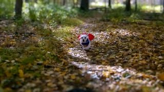 A Snowy Halloween - MTB with Snowy the Trail Dog as Supergirl (Jack Russell Terrier Mix)