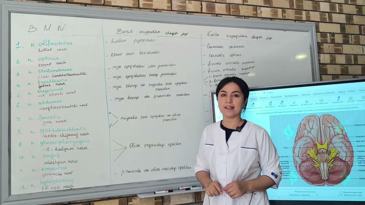 Bosh miya nervlarining chiqish joylari