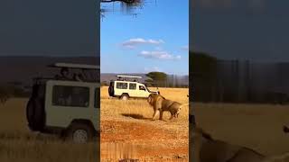 Lion Attacks Giraffe But Gets THROWN OFF! 😱🦁
