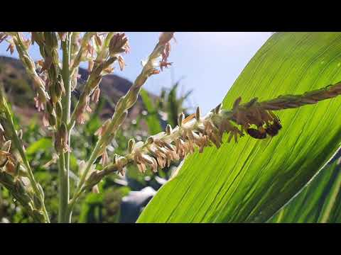 ფუტკრები სიმინდის ყვავილზე  Bees on corn flower  #travelingeorgia