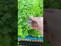 Beautifil coriander harvest | best techniques of collecting coriander | farming rurql village areas