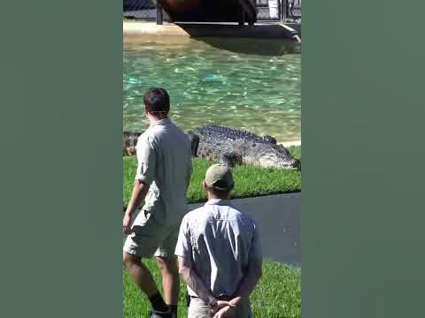 Robert Irwin demonstrates how fast are crocodiles on land | Australia