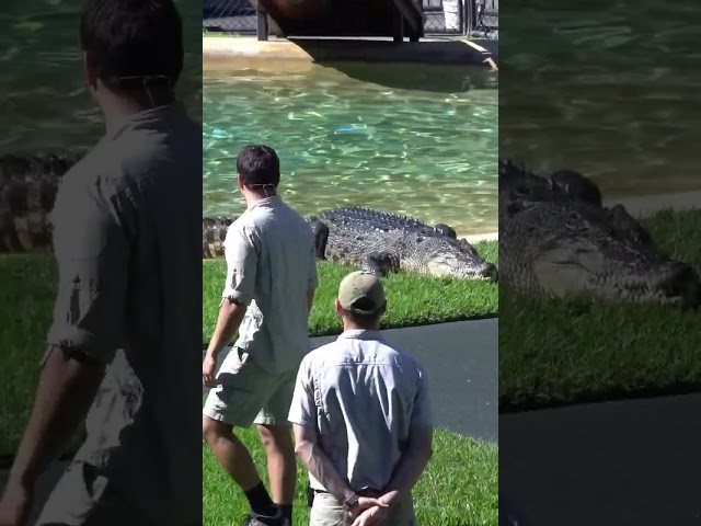 Robert Irwin demonstrates how fast  crocodiles are on land | Australia Zoo class=