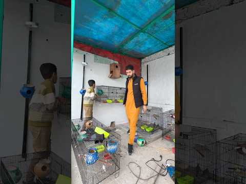 Birds ko master cage main chor diya