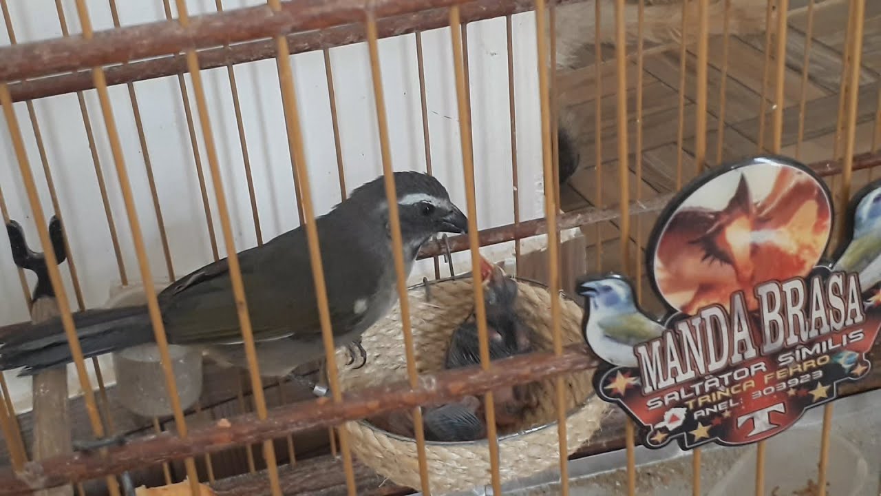 Canto De Trinca Ferro Tio João Pedro Boi Meu Boca Mole Tio Joao Pedro Boi Youtube