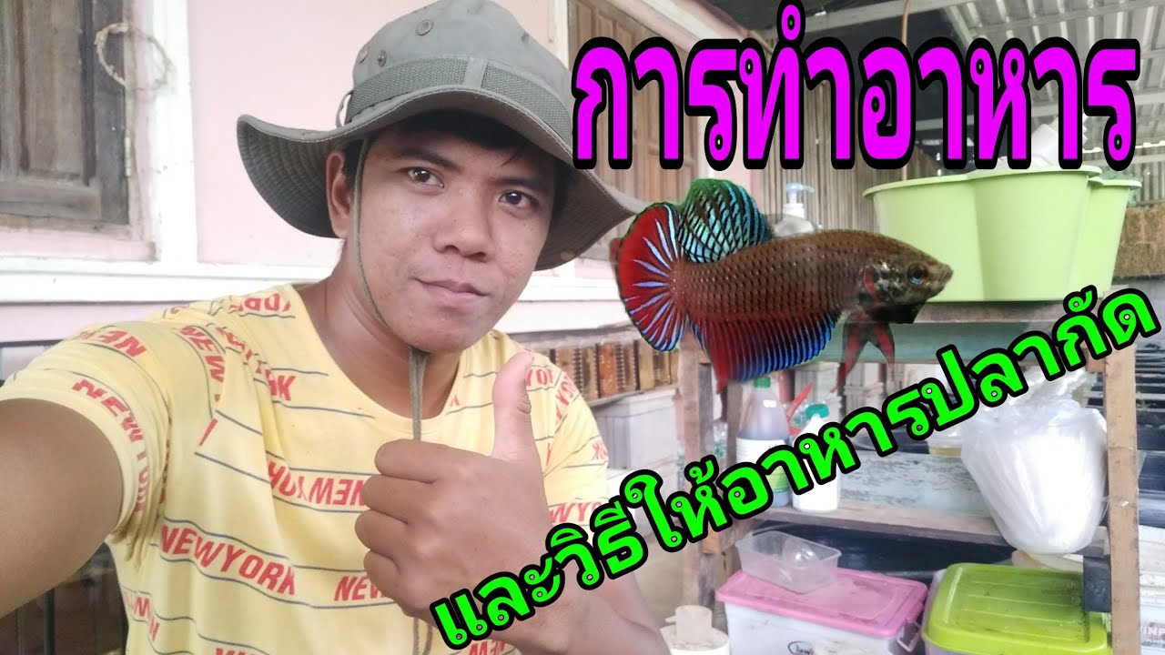 การทำอาหารปลากัด และวิธีให้อาหารปลากัดแบบพอดี