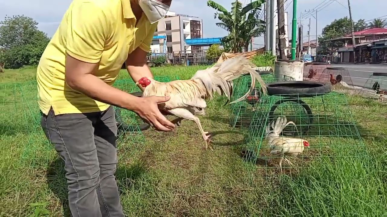Bentahan ng manok sa Santo Tomas, Batangas l Kamanukan ni Kapo Cris