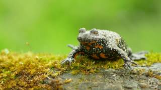 Kuňka obecná (Bombina bombina) European fire-bellied toad