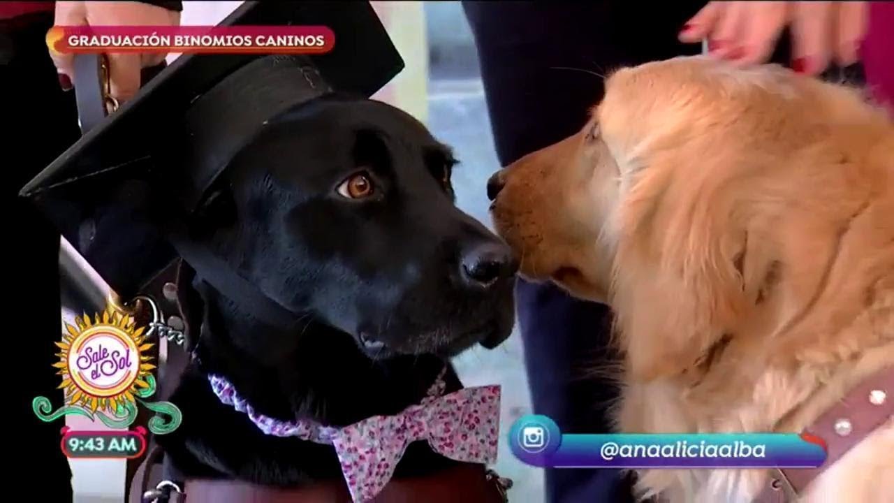 Escuela De Perros Guías Para Personas Invidentes Sale El Sol - 