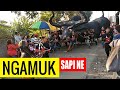 sapi raksasa  karnaval sambijajar