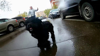 Щенок американского кокер спаниеля гуляет в дождь 9 мая. Щенок американского кокер спаниеля гуляет в дождь 9 мая.