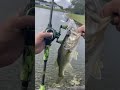#shortsfeed #urbanfloridafishing #fishingvideos