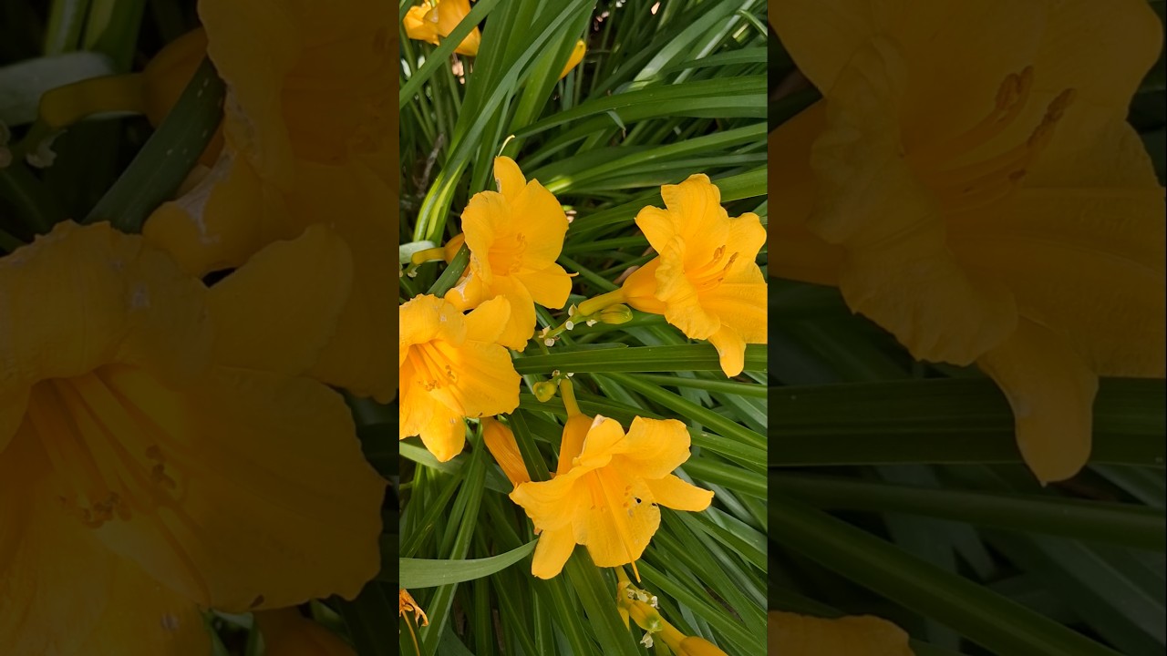 Plants That Multiply In Abundance | Perennial Gardens | Daylilies In Bloom | Gardening With Spenta