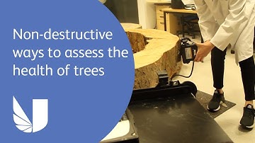 PhD student Livia discusses her research into non-destructive ways to assess the health of trees