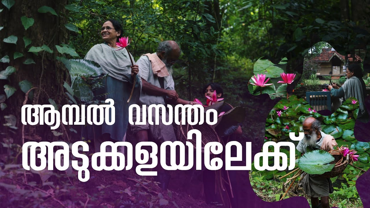 ആമ്പൽ വസന്തം അടുക്കളയിലേക്ക് | കപ്പപ്പുഴുക്കിന് ആമ്പൽത്തണ്ടും ആരൻപുളിയും | Dakshina | Sarang Family