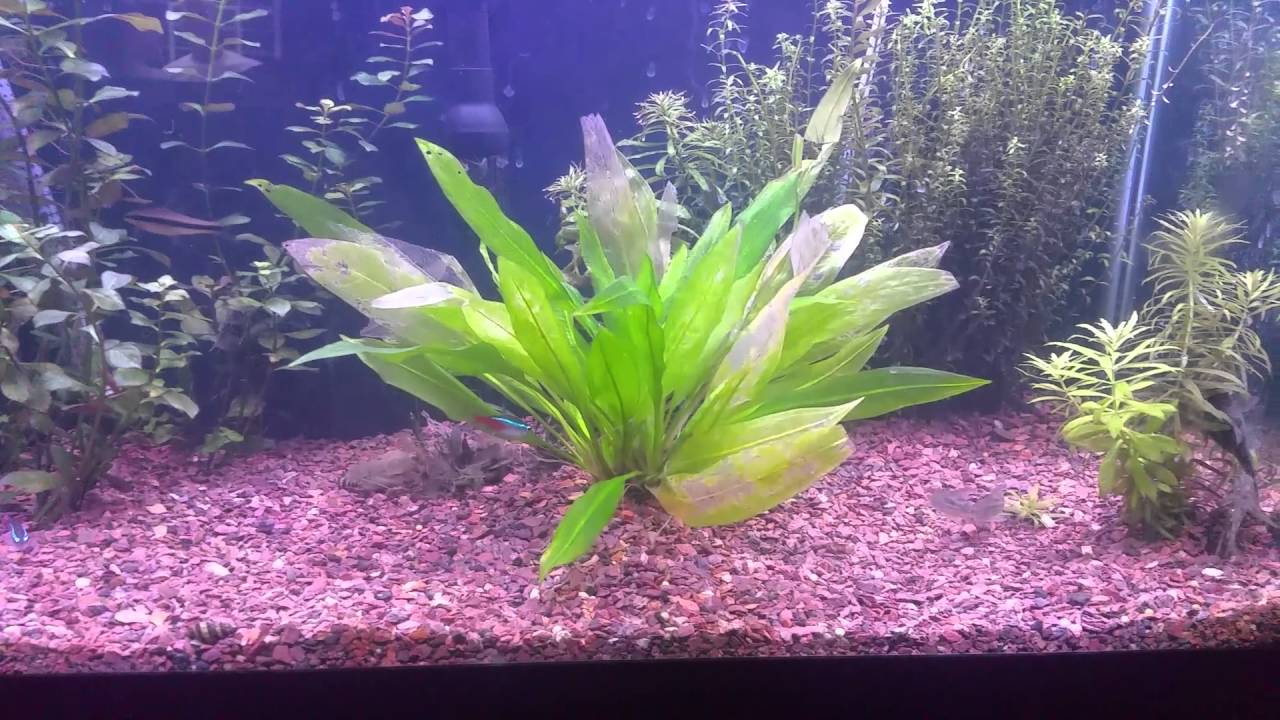 Corydoras catfish breeding behavior