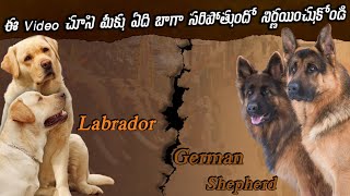 (Labrador or German Shephard)Which breed is suitable for us in telugu