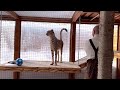Реакция гепарда на крики кота