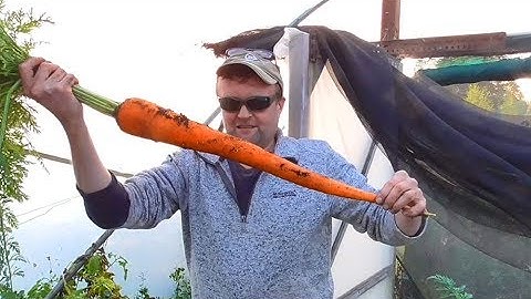Allotment Diary : Show Carrot Catastrophe