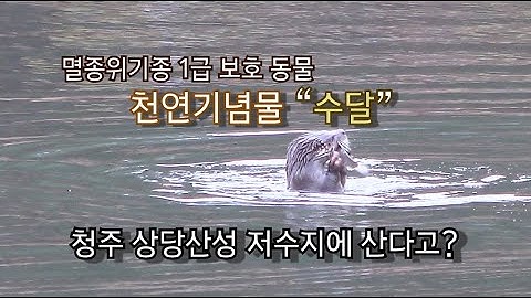 멸종위기동물 수달  관찰 | 청주 상당산성 저수지 | 천연기념물