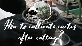 Bossa Cactus | ล่อรากแคคตัส ver. แมมขนแกะ | How to cultivate cactus after cutting?