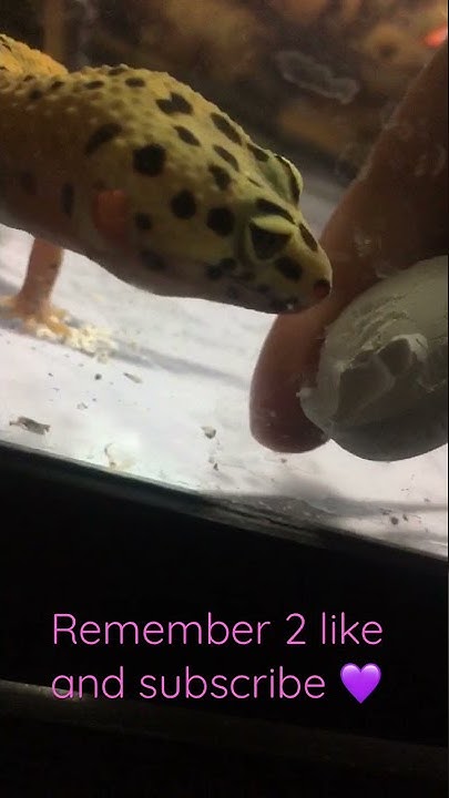 leopard-gecko-bites-finger-leo-gecko-lizard-reptile-youtube