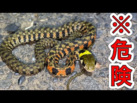 鷲と蛇 シンボルとしての動物 鷲と蛇 シンボルとしての動物 鷲と蛇: シンボルとしての動物