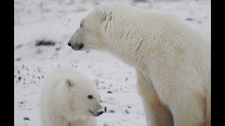 Остров Врангеля. Животные Арктики, берлоги белого медведя, первые медвежата.