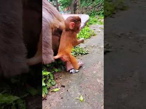 Monkeys, Baby monkey