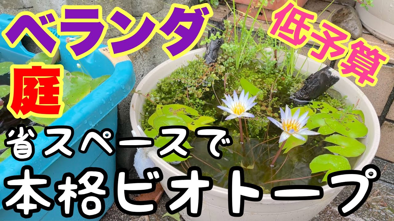 簡単メダカビオトープ 省スペース 低予算で楽しめる簡単お洒落ビオトープの成長の軌跡 メダカ睡蓮ビオトープ Youtube