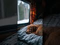 Relax on Your Dog's Journeys Away From Home with Soothing, Healing Music 🐶 #dog #dogmusic
