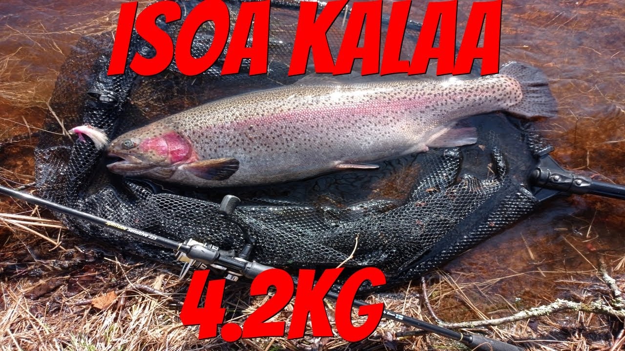 Enkat paukkuu | Kirjolohi 4.2kg | Merikarvianjoki | Kalastus