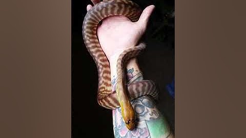 Woma Python Growth