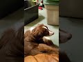 Moses Bored #puppy #funny #dothingsyoudontwanttodo, #family #funnymoments