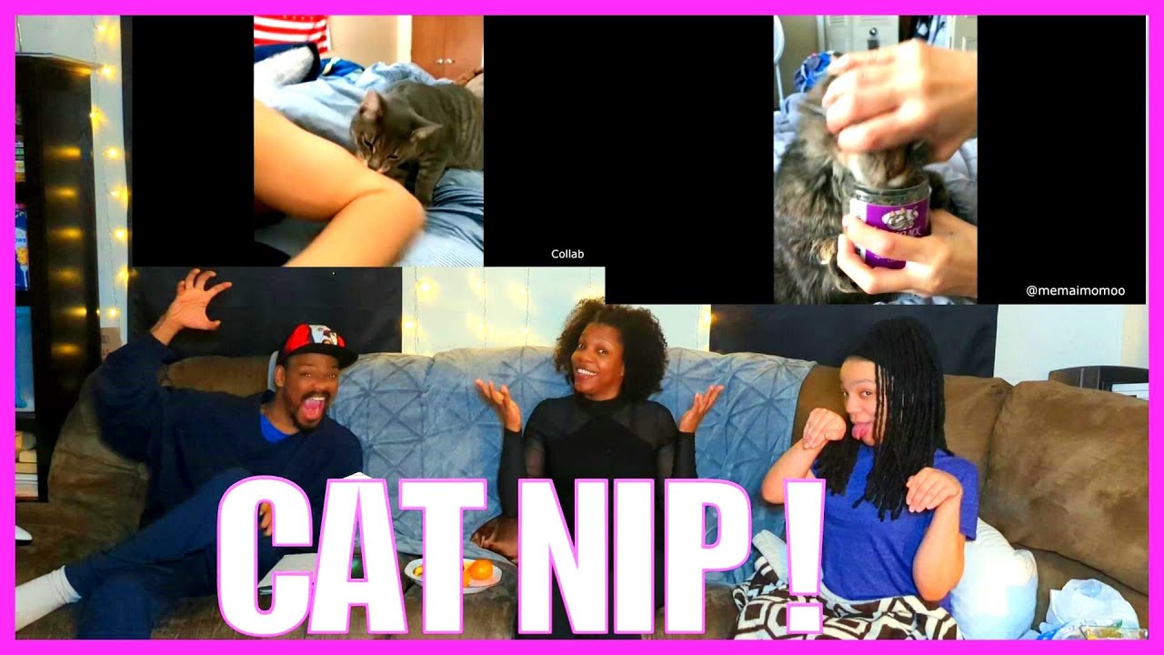 FR Reacts Cat Addicted To Catnip YouTube fr-reacts-cat-addicted-to-catnip-youtube