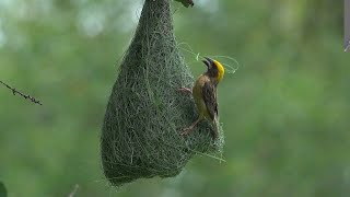 Nest building time for the little avian architect BAYA WEAVER, Singapore