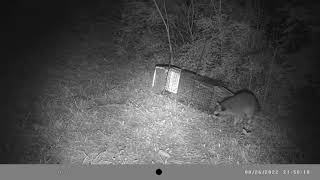 Smart Raccoon Avoids Trap