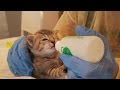 The Kitten Rescue Nursery