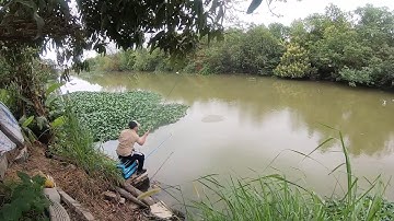 Câu cá diếc tự nhiên điểm câu cá tự nhiên tuyệt vời