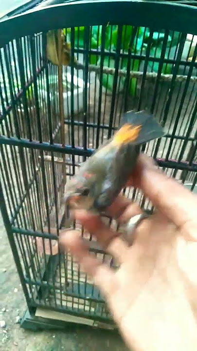 Burung Kemade Trotolan Keren