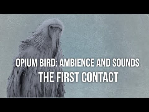 is opila bird breedable original｜TikTok Search