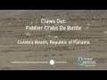 view Claws Out: Fiddler Crabs Do Battle digital asset number 1